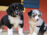 Des chiots Bergers Australiens Miniatures à réserver (LOF)