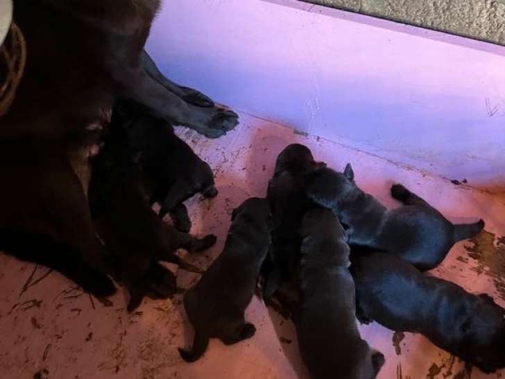 À réserver : 7 chiots Labrador Retrievers LOF marron