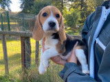 Trois chiots femelles Beagles LOF tricolores disponibles à la vente