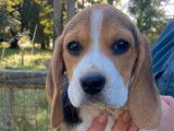 Trois chiots femelles Beagles LOF tricolores disponibles à la vente