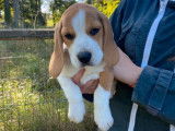 Trois chiots femelles Beagles LOF tricolores disponibles à la vente