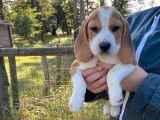 Trois chiots femelles Beagles LOF tricolores disponibles à la vente