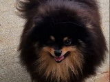 Disponible pour saillie : un chien Spitz Allemand Nain noir ef fauve LOF