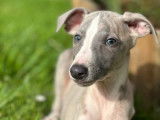 Un chiot mâle Whippet LOF gris et blanc à vendre