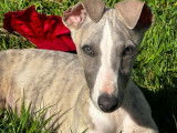 Un chiot mâle Whippet LOF gris et blanc à vendre