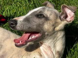 Un chiot mâle Whippet LOF gris et blanc à vendre