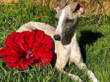 Un chiot mâle Whippet LOF gris et blanc à vendre
