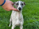 Un chiot mâle Whippet LOF gris et blanc à vendre