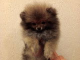 Spitz Poméranien miniature