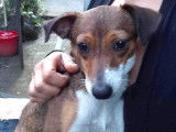 Chienne marron et blanc à donner