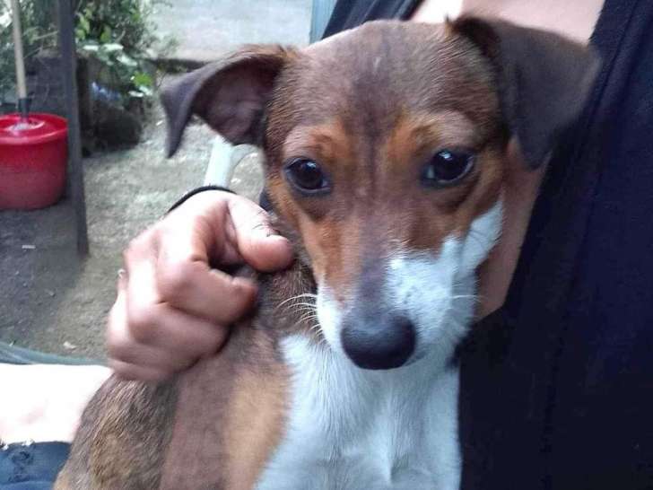 Chienne marron et blanc à donner