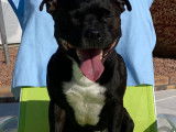 Mâle Staffordshire Bull Terrier disponible pour saillie