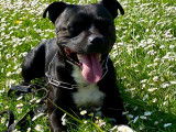 Mâle Staffordshire Bull Terrier disponible pour saillie
