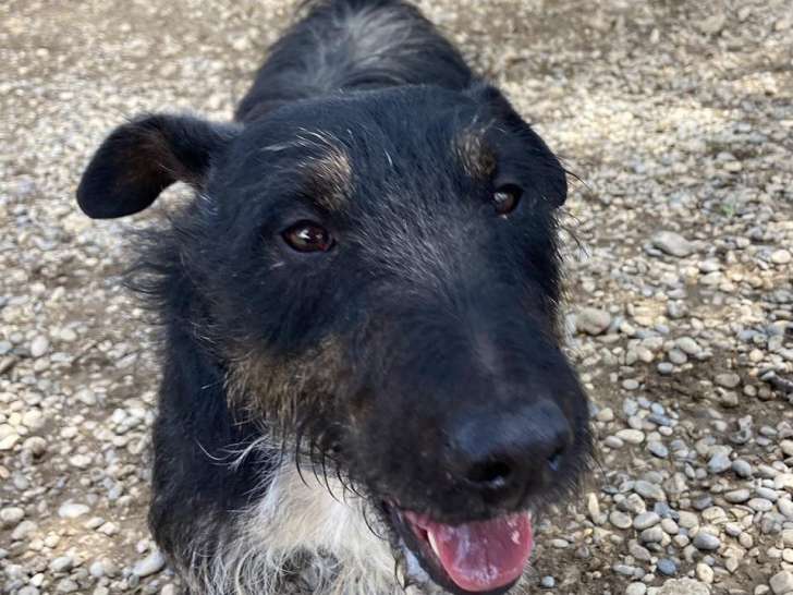 Chien au pelage tricolore disponible à l'adoption