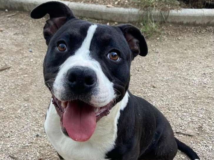 À l'adoption : chien Staffordshire American Terrier noir et blanc