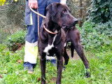 À donner : chien au pelage noir