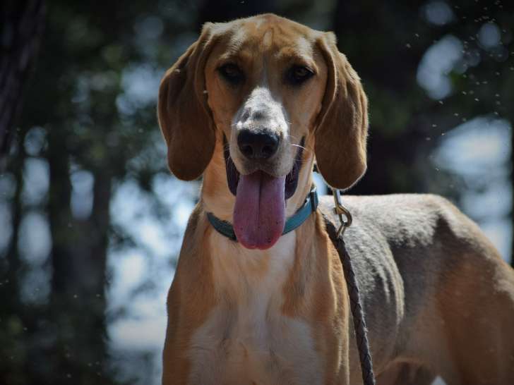 Chienne au pelage sable disponible à l'adoption