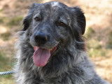 Un chien au pelage gris à adopter