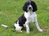 6 chiots Springers Anglais disponibles à la vente (LOF)