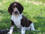 6 chiots Springers Anglais disponibles à la vente (LOF)