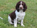 6 chiots Springers Anglais disponibles à la vente (LOF)