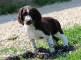 6 chiots Springers Anglais disponibles à la vente (LOF)