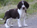 6 chiots Springers Anglais disponibles à la vente (LOF)