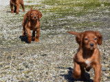 Deux chiots femelles Setters Irlandais LOF à vendre