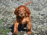 Deux chiots femelles Setters Irlandais LOF à vendre