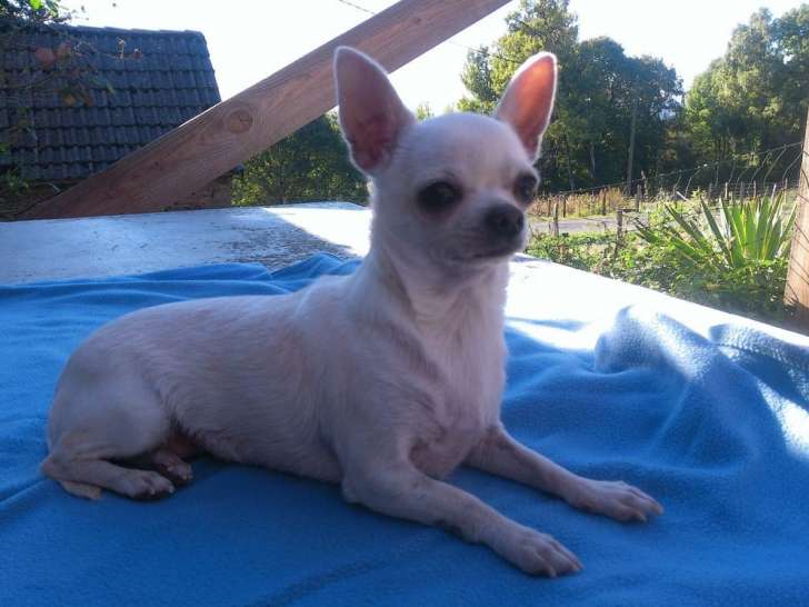 Une chienne Chihuahua blanche LOF de 4 ans disponible à la vente