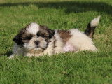 À vendre : 4 chiots Shih Tzu bicolores LOF