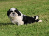 À vendre : 4 chiots Shih Tzu bicolores LOF