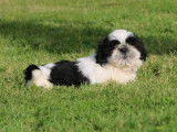 À vendre : 4 chiots Shih Tzu bicolores LOF