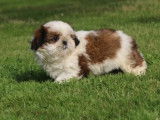 À vendre : 4 chiots Shih Tzu bicolores LOF