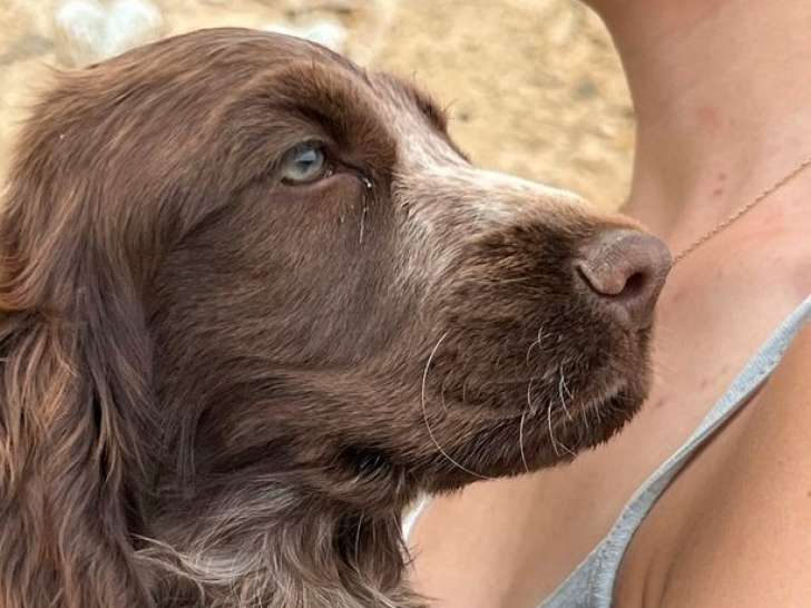 À vendre : une chienne Cocker Anglais bicolore d’un an LOF