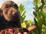 À vendre : une chienne Cocker Anglais bicolore d’un an LOF
