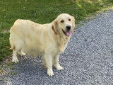 Chienne Golden Retriever LOF de 2 ans couleur sable disponible à la vente