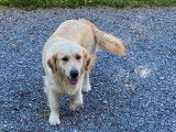 Chienne Golden Retriever LOF de 2 ans couleur sable disponible à la vente