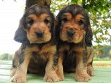 Deux chiots Cockers Anglais de couleur zibeline LOF à réserver