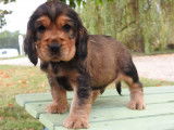 Deux chiots Cockers Anglais de couleur zibeline LOF à réserver
