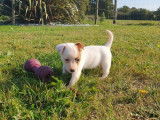À réserver : 4 chiots Jack Russell Terriers LOF