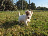 À réserver : 4 chiots Jack Russell Terriers LOF
