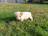 À réserver : 4 chiots Jack Russell Terriers LOF