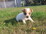 À réserver : 4 chiots Jack Russell Terriers LOF