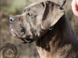 Femelle Cane Corso LOF à vendre