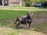 Femelle Cane Corso LOF à vendre