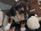 Des chiots Beagles LOF tricolores à réserver