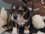 Des chiots Beagles LOF tricolores à réserver