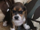 Des chiots Beagles LOF tricolores à réserver