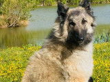 Chienne Berger Belge Tervueren d’un an couleur sable LOF à vendre